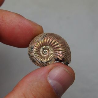 26mm Quenstedtoceras Pyrite Ammonite Fossils Fossilien Russia pendant 5