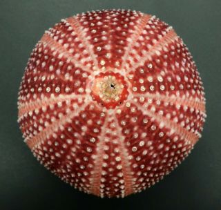 Deep Red: Echinus Esculentus 71.  1 Mm Sea Urchin North Sea