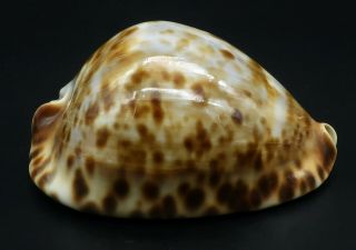Cypraea Zoila Vercoi F,  77 Mm Sw Australia Cowrie Seashell Ig