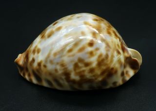 Cypraea Zoila vercoi F,  77 mm SW Australia cowrie seashell IG 4