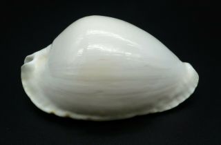 Cypraea Zoila Marginata Albanyensis F,  61.  4 Mm Australia Cowrie Seashell Ig