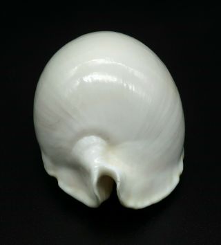 Cypraea Zoila marginata albanyensis F,  61.  4 mm Australia cowrie seashell IG 3