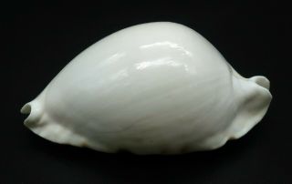 Cypraea Zoila marginata albanyensis F,  61.  4 mm Australia cowrie seashell IG 4
