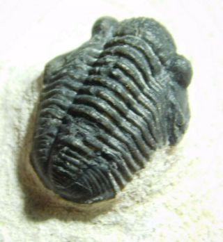 A Small And Natural Gerastos Granulosus Trilobite Fossil Morocco 74.  3gr E
