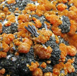 Hutchinsonite Crystals,  Pyrites & Golden Orpiment From Peru.  Quiruvilca Mine