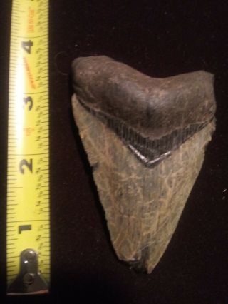 Megalodon Tooth 3 9/16 Shark Teeth Fossil Jaw Megladon Meg Scuba Diver Dinosaur