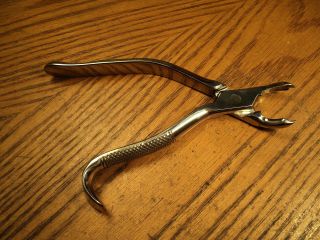 Vintage Sklar Stainless Dental Extractor Pliers Tool No.  215 - 7 " Usa