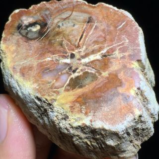 74g Rare Natural Petrified Wood Fossil Crystal Polished Slice Madagascar A7736
