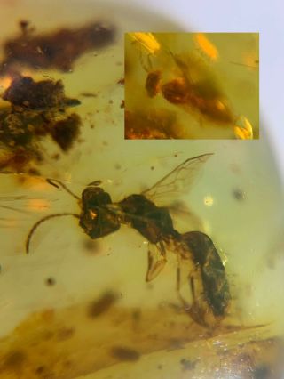 2 Hymenoptera Wasp Hornet Burmite Myanmar Burma Amber Insect Fossil Dinosaur Age