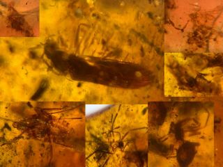 Pseudoscorpion&2 Spider&3 Cicada&beetle Burmite Myanmar Amber Insect Fossil