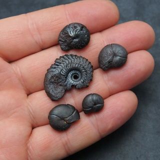 5x Goniatite 12 - 29mm Hematite Devonian Mineral Africa Fossil Ammonite