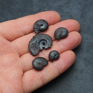 5x Goniatite 12 - 29mm Hematite Devonian Mineral Africa Fossil Ammonite 2