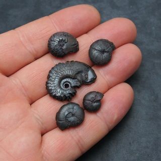 5x Goniatite 12 - 29mm Hematite Devonian Mineral Africa Fossil Ammonite 3