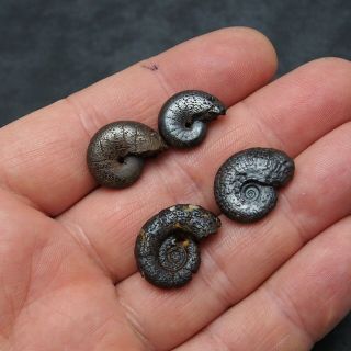 4x Ammonite 17 - 22mm Hematite Morocco Mineral Africa Fossil Ammoniten Fossilien