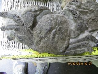 Avitelmessus grapsoideous crab fossil in concretion Alabama,  Ripley Formation 2