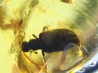 The Beetle And Wasp In Burmite Myanmar Burmese Amber Insect Fossil