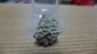 Geological Enterprises Silurian Fossil Crinoid Lampterocrinus Tennesseensis Tenn