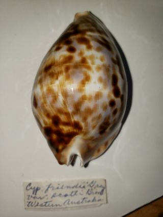 Cypraea (zoila) Friendii,  Friendii Gray 1831 W.  Australia 70mm