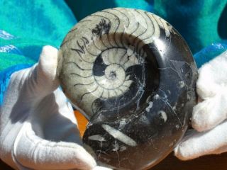 Large Ammonite Fossil Polished With Preparation From Old Stock