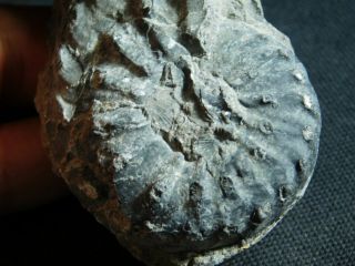 A Few 100 Natural Triassic Ammonite Fossils In Matrix From Nevada 121gr E