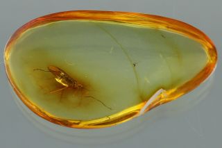 CRANE FLY Limoniidae Fossil Inclusion BALTIC AMBER 190807 - 25,  IMG 2