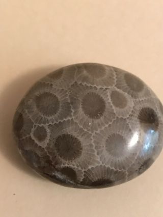 Polished Petoskey Stone 0.  82oz,  4”circumference