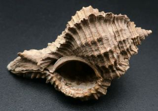 Extraordinary Murex Chicomurex Lophoessus 38.  7 Mm Fossil Aus Miocene Seashell
