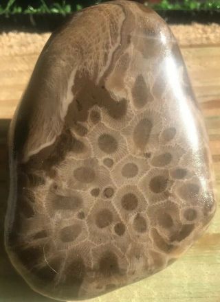 Large Fossil Petoskey Stone Nearly 10 Ounces
