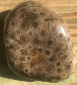 Large Fossil Petoskey Stone Nearly 10 Ounces 2