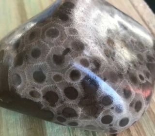 Large Fossil Petoskey Stone Nearly 10 Ounces 3
