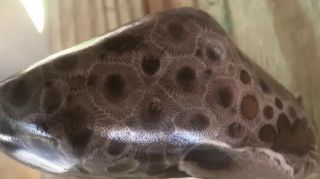 Large Fossil Petoskey Stone Nearly 10 Ounces 4
