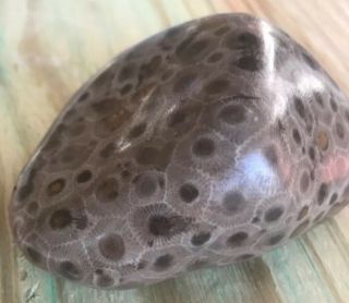 Large Fossil Petoskey Stone Nearly 10 Ounces 5