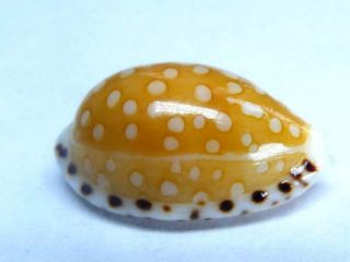 Seashell,  Cowry,  Cypraea Astaryi