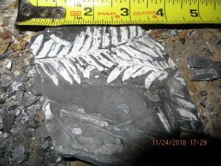 3 - Fern Plant Fossil On Black Shale,  Carboniferous 300 Mill Yrs Old