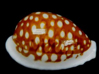 Seashell,  Cowry,  Cypraea Exmouthensis Rottnestensis