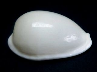 Seashell,  Cowry,  Cypraea Comptoni Casta