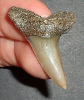 1.  612 " Mako Shark Tooth Fossil From South Carolina With Shark Tooth Guide