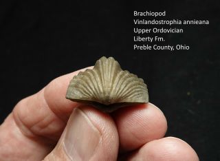 Perfect Ordovician Brachiopod From Trilobite Bed Vinlandostrophia Annieanna