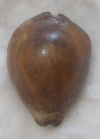 Shell Fossil Cypraea (barycypraea) Murisimilis 46.  97mm