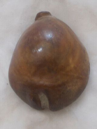 SHELL FOSSIL Cypraea (Barycypraea) murisimilis 46.  97mm 2