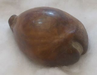 SHELL FOSSIL Cypraea (Barycypraea) murisimilis 46.  97mm 5
