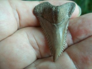Shark Tooth Hemipristis Fossil (snaggle Tooth) Bone Valley Area Florida