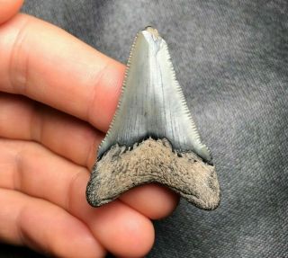 1.  65 " Angustidens Shark Tooth Teeth Fossil Sharks Necklace Megalodon