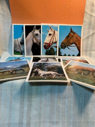 Vtg Alfred Mainzer Alma 10 Gift Notes Cards Greeting Horses Mare Stallion Nos
