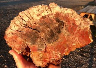 Reilly’s Rocks: Unique Colors,  Arizona Petrified Wood,  Saint Johns Az.  7.  25 Lb