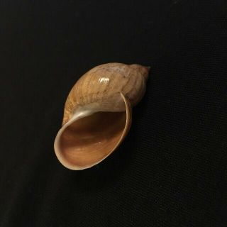 Bulimnea Megasoma Say 42 Mm Canada Freshwater Snail