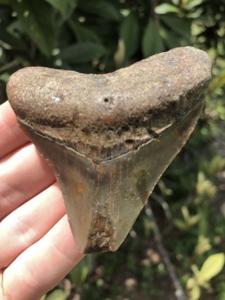 Huge 2.  77” Megalodon Tooth Fossil Shark Teeth Unrestored Natural