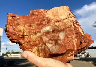 Reilly’s Rocks: Top Quality Arizona Rainbow Petrified Wood,  12.  75 Lbs.