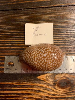 " Feropero1 " 1 4” Rare Spotted Cowrie Shell Seashell Cypraea Argus Circles