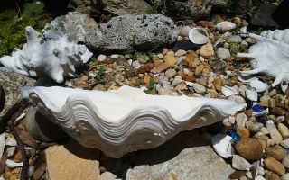 Giant Clam Shell Natural Tridacna Gigas Shell 14 X 8 X 4